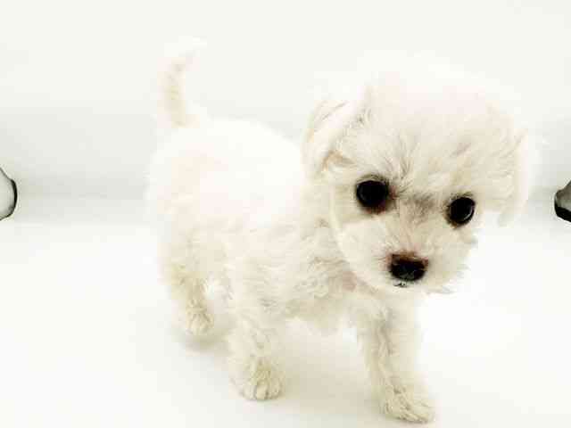 兵庫県のビションフリーゼ (ひごペットフレンドリーコロワ甲子園店/2026年2月20日生まれ/女の子/ホワイト)の子犬の2枚目の画像