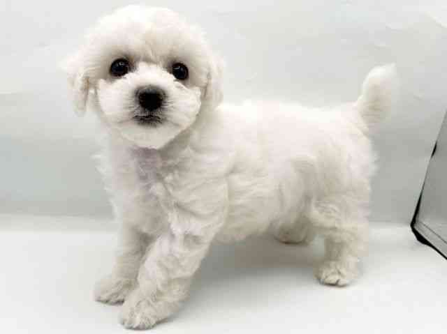 奈良県のビションフリーゼ (ひごペットフレンドリートナリエ大和高田店/2026年2月20日生まれ/女の子/ホワイト)の子犬の2枚目の画像