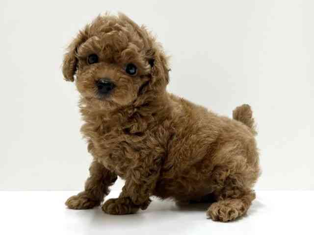 愛知県のトイプードル(トイ) (ひごペットフレンドリーららぽーと名古屋みなとアクルス店/2026年2月19日生まれ/女の子/オレンジフォーン)の子犬の2枚目の画像