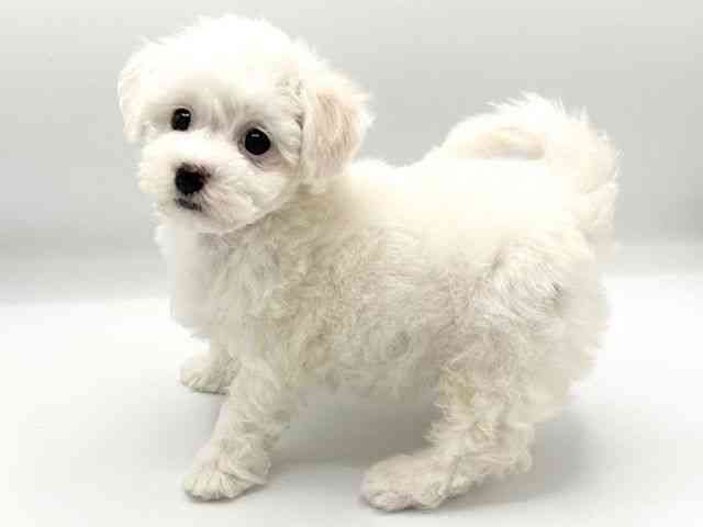 京都府のビションフリーゼ (ひごペットフレンドリーイオンモール高の原店/2026年2月22日生まれ/女の子/ホワイト)の子犬の2枚目の画像