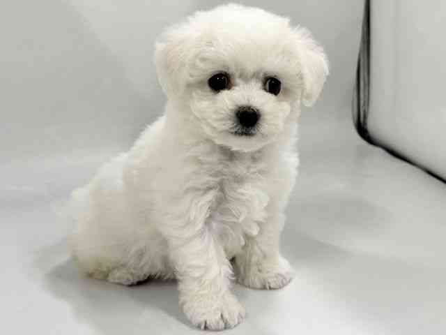 京都府のビションフリーゼ (ひごペットフレンドリー京都店/2026年2月22日生まれ/女の子/ホワイト)の子犬の2枚目の画像