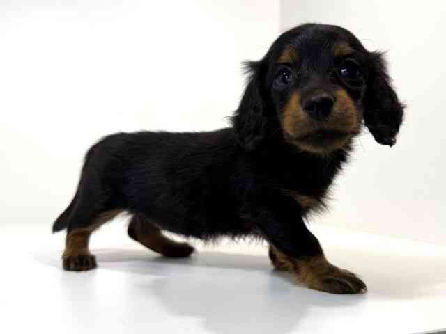 兵庫県のカニンヘンダックスフンド(ロング) (ひごペットフレンドリーイトーヨーカドー明石店/2026年2月17日生まれ/女の子/ブラックタン)の子犬の2枚目の画像