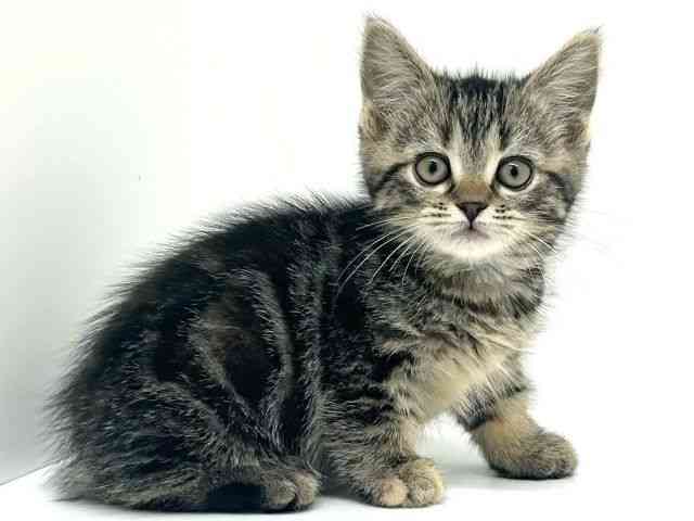 兵庫県のマンチカン (ひごペットフレンドリーブルメールHAT神戸店/2026年2月10日生まれ/女の子/ブラウンパッチドタビー)の子猫の2枚目の画像