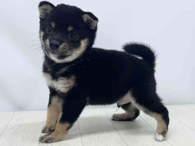 福岡県の柴犬(標準サイズ) (ひごペットフレンドリーゆめタウン筑紫野店/2026年2月15日生まれ/男の子/黒)の子犬の2枚目の画像