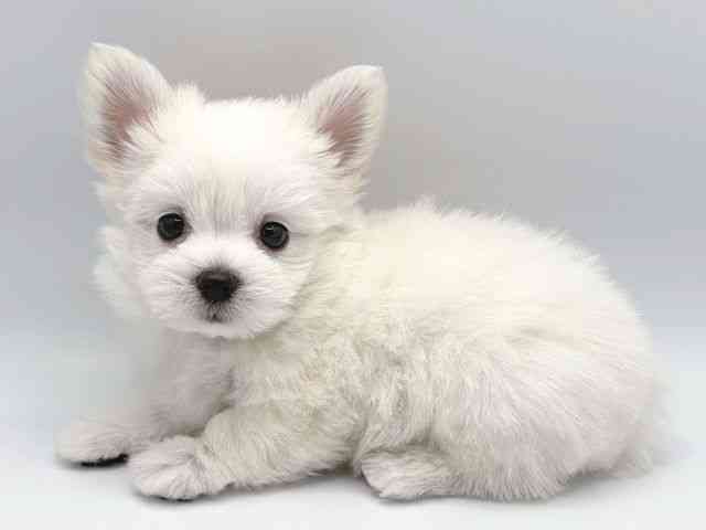 奈良県のチワマル/マルチワ(チワワ×マルチーズ) (ひごペットフレンドリー田原本店/2026年2月22日生まれ/女の子/ホワイトクリーム)の子犬の2枚目の画像