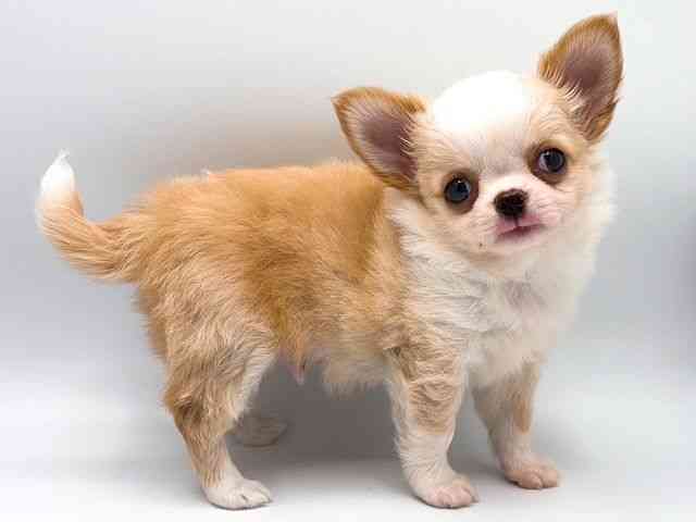 奈良県のチワワ(ロング) (ひごペットフレンドリー田原本店/2026年2月24日生まれ/男の子/フォーンホワイト)の子犬の2枚目の画像