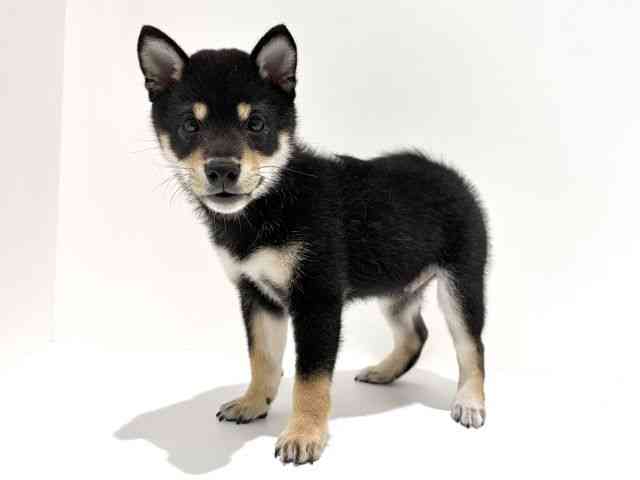 大阪府の柴犬(標準サイズ) (ひごペットフレンドリーイオン高槻店/2026年2月24日生まれ/男の子/黒)の子犬の2枚目の画像