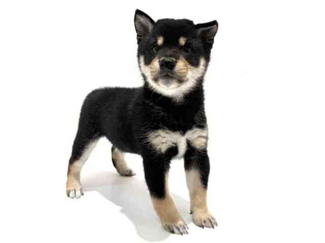 大阪府の柴犬(標準サイズ) (ひごペットフレンドリーイオン高槻店/2026年2月24日生まれ/男の子/黒)の子犬の2枚目の画像