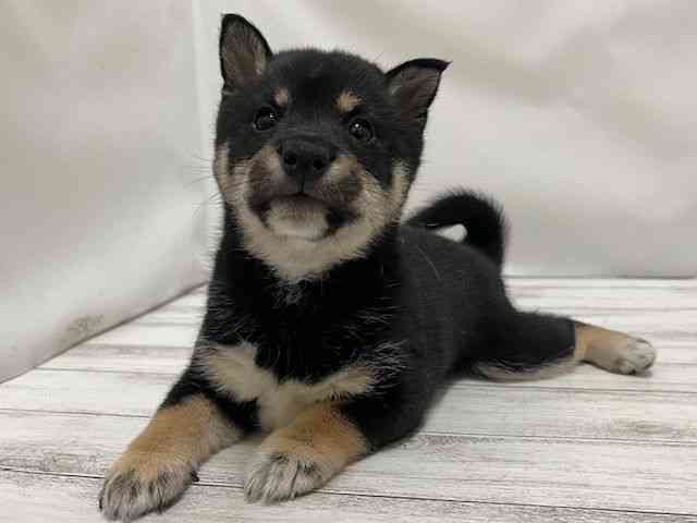 和歌山県の柴犬(標準サイズ) (ひごペットフレンドリーパームシティ和歌山店/2026年2月24日生まれ/男の子/黒)の子犬の2枚目の画像