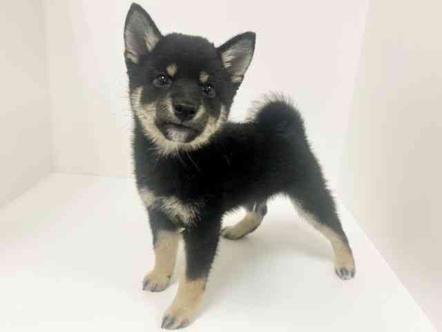 愛知県の柴犬(標準サイズ) (ひごペットフレンドリーイトーヨーカドー知多店/2026年2月22日生まれ/男の子/黒)の子犬の2枚目の画像