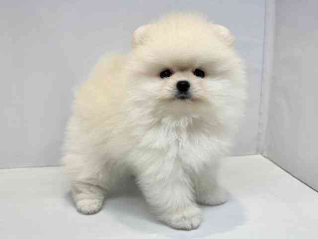 大阪府のポメラニアン (ひごペットフレンドリーセブンパーク天美店/2026年2月22日生まれ/男の子/クリーム)の子犬の2枚目の画像