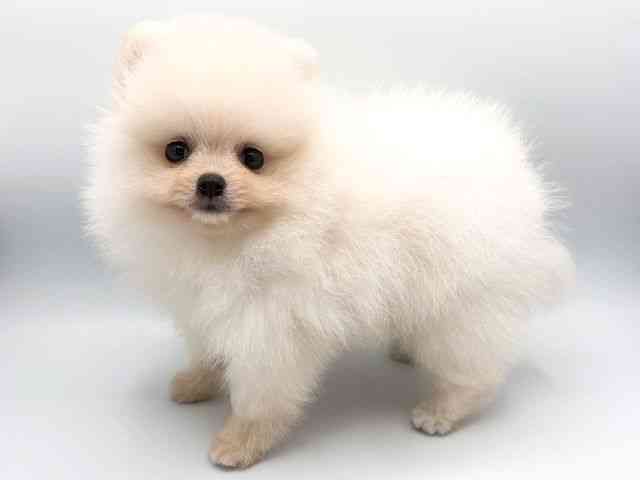 奈良県のポメラニアン (ひごペットフレンドリー田原本店/2026年2月22日生まれ/男の子/クリーム)の子犬の2枚目の画像