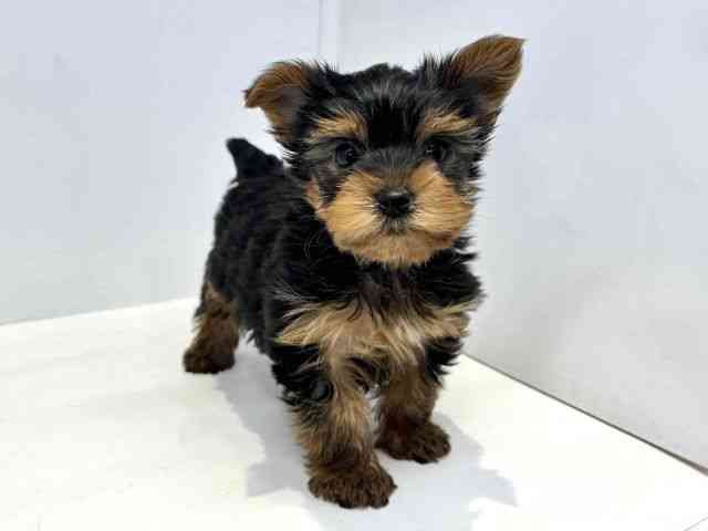大阪府のヨークシャーテリア (ひごペットフレンドリーセブンパーク天美店/2026年2月23日生まれ/男の子/スチールブルータン)の子犬の2枚目の画像