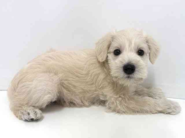 大阪府のミニチュアシュナウザー (ひごペットフレンドリーベルファⅡ都島店/2026年2月22日生まれ/男の子/ホワイト)の子犬の2枚目の画像