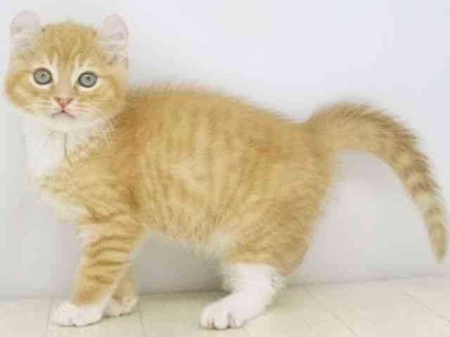 福岡県のマンチカン (ひごペットフレンドリーゆめタウン筑紫野店/2026年2月20日生まれ/女の子/レッドタビーホワイト)の子猫の2枚目の画像