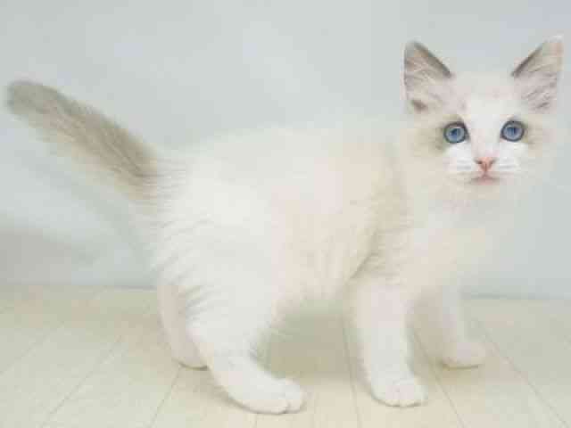 福岡県のラグドール (ひごペットフレンドリーゆめタウン筑紫野店/2026年2月13日生まれ/女の子/ブルーポイントバイカラー)の子猫の2枚目の画像