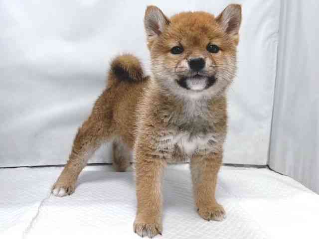大阪府の柴犬(標準サイズ) (ひごペットフレンドリー堺プラットプラット店/2026年2月20日生まれ/男の子/赤)の子犬の2枚目の画像