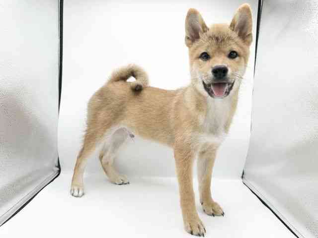 京都府の柴犬(標準サイズ) (ひごペットフレンドリーイオンモール高の原店/2026年2月20日生まれ/男の子/赤)の子犬の2枚目の画像