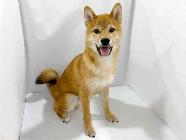 大阪府の柴犬(標準サイズ) (ひごペットフレンドリーイズミヤショッピングセンター千里丘店/2026年2月20日生まれ/男の子/赤)の子犬の2枚目の画像
