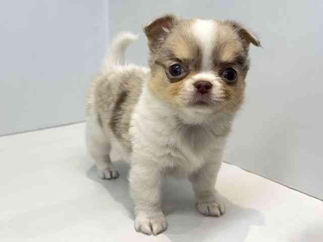 大阪府のチワワ(ロング) (ひごペットフレンドリーセブンパーク天美店/2026年2月22日生まれ/男の子/チョコレートマールタン＆ホワイト)の子犬の2枚目の画像