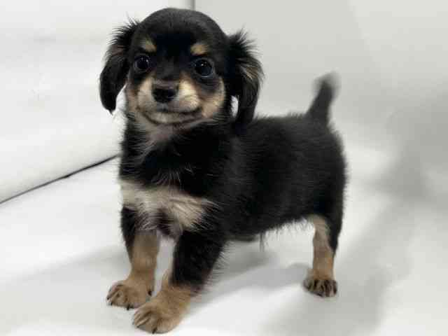 京都府のチワックス(チワワ×ダックス) (ひごペットフレンドリー京都店/2026年2月24日生まれ/男の子/ブラックタン)の子犬の2枚目の画像