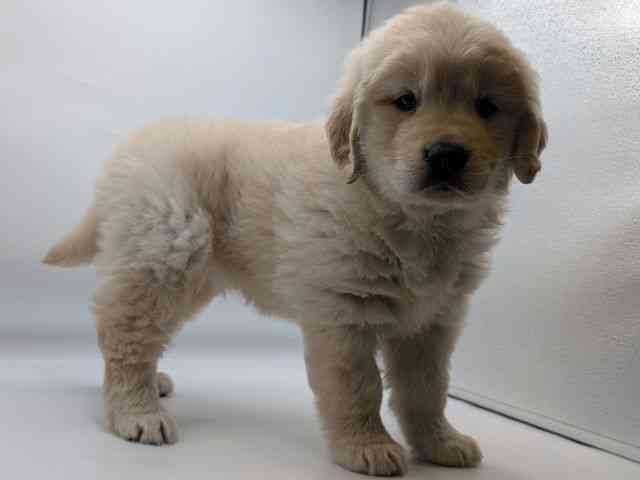 香川県のゴールデンレトリバー (ひごペットフレンドリーゆめタウン高松店/2026年2月25日生まれ/女の子/クリーム)の子犬の2枚目の画像