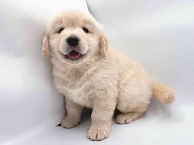 奈良県のゴールデンレトリバー (ひごペットフレンドリー田原本店/2026年2月25日生まれ/男の子/クリーム)の子犬の2枚目の画像