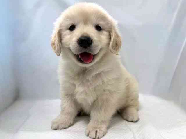 大阪府のゴールデンレトリバー (ひごペットフレンドリー堺プラットプラット店/2026年2月25日生まれ/女の子/クリーム)の子犬の2枚目の画像