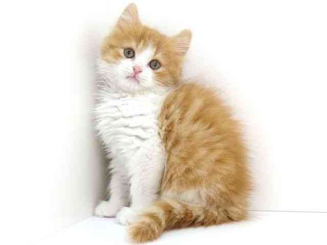 大阪府のスコティッシュフォールド (ひごペットフレンドリーいこらもーる泉佐野店/2026年2月24日生まれ/男の子/レッドタビーホワイト)の子猫の2枚目の画像