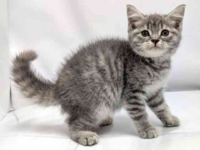 広島県のスコティッシュフォールド (ひごペットフレンドリーゆめタウン廿日市店/2026年2月18日生まれ/女の子/ブルーパッチドマッカレルタビー)の子猫の2枚目の画像