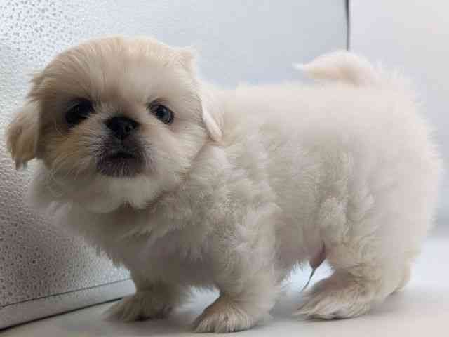 香川県のペキニーズ (ひごペットフレンドリーゆめタウン高松店/2026年2月25日生まれ/男の子/ホワイト)の子犬の2枚目の画像