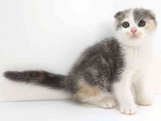 大阪府のスコティッシュフォールド (ひごペットフレンドリーいこらもーる泉佐野店/2026年2月24日生まれ/女の子/ブルーパッチドタビーホワイト)の子猫の2枚目の画像