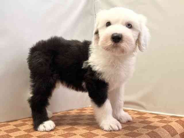 愛媛県のオールドイングリッシュシープドッグ (ひごペットフレンドリーエミフルMASAKI店/2026年2月25日生まれ/女の子/グレーホワイト)の子犬の2枚目の画像