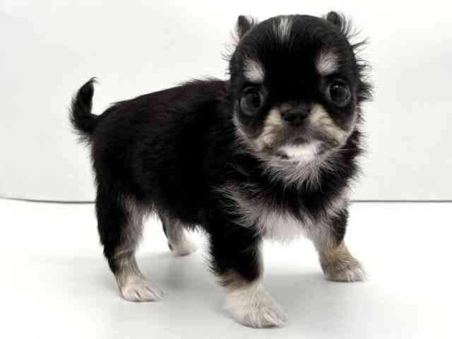 兵庫県のチワワ(ロング) (ひごペットフレンドリークラウンパーク伊丹店/2026年2月23日生まれ/女の子/ブラックタンホワイト)の子犬の2枚目の画像