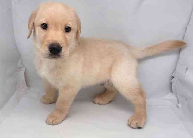 鳥取県のハーフ犬・ミックス犬 (ひごペットフレンドリーイオンモール鳥取北店/2026年2月26日生まれ/男の子/イエロー)の子犬の2枚目の画像
