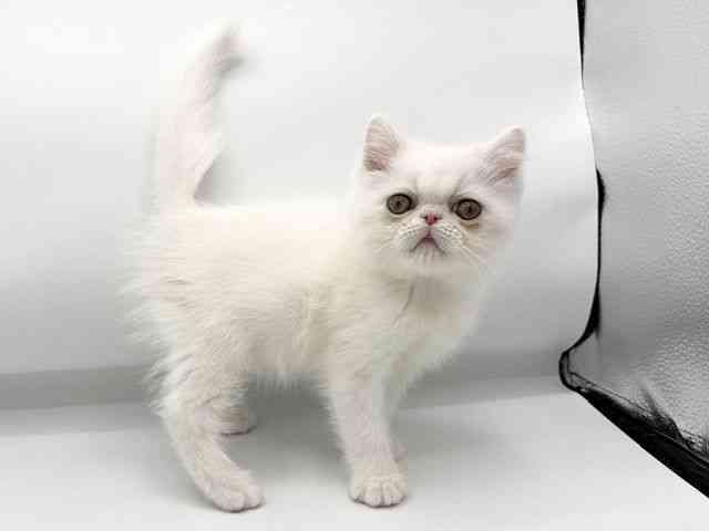 大阪府のエキゾチック (ひごペットフレンドリーららぽーとEXPOCITY店/2026年2月26日生まれ/男の子/ホワイト)の子猫の2枚目の画像