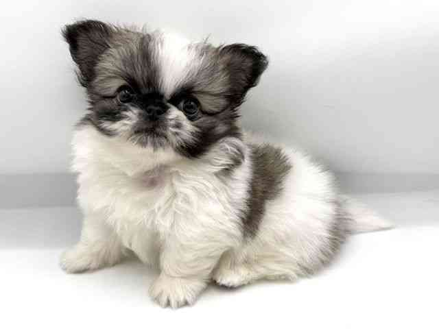 大阪府のチワペキ/ペキチー/ペキチワ(チワワ×ペキニーズ) (ひごペットフレンドリーららぽーとEXPOCITY店/2026年2月25日生まれ/男の子/フォーンホワイト)の子犬の2枚目の画像