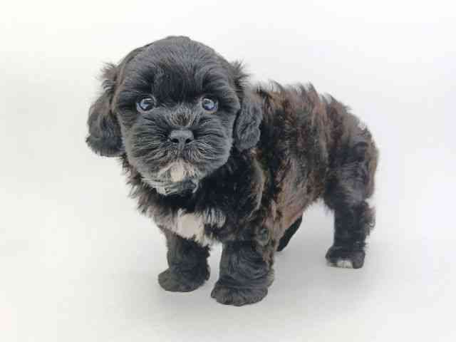 大阪府のプーズー/プーシーズ(プードル×シーズー) (ひごペットフレンドリー泉ヶ丘店/2026年2月24日生まれ/男の子/ブラックホワイト)の子犬の2枚目の画像