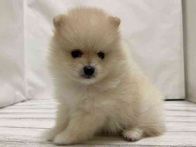 和歌山県のポメラニアン (ひごペットフレンドリーパームシティ和歌山店/2026年2月7日生まれ/男の子/クリーム)の子犬の2枚目の画像