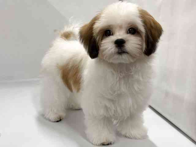 京都府のマルズー/マルシーズ(マルチーズ×シーズー) (ひごペットフレンドリー京都店/2025年11月12日生まれ/男の子/ゴールドホワイト)の子犬の2枚目の画像