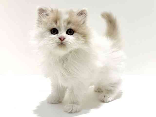 大阪府のサイベリアン (ひごペットフレンドリーイオン高槻店/2026年3月1日生まれ/男の子/クリームホワイトバン)の子猫の2枚目の画像