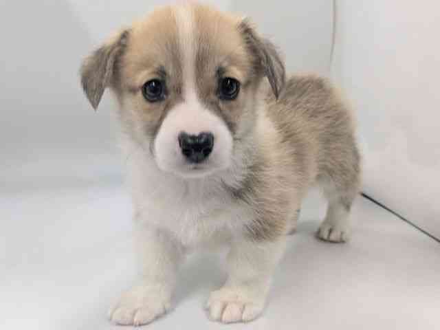 京都府のウェルシュコーギーペンブローク (ひごペットフレンドリー京都店/2026年2月28日生まれ/男の子/レッドホワイト)の子犬の2枚目の画像