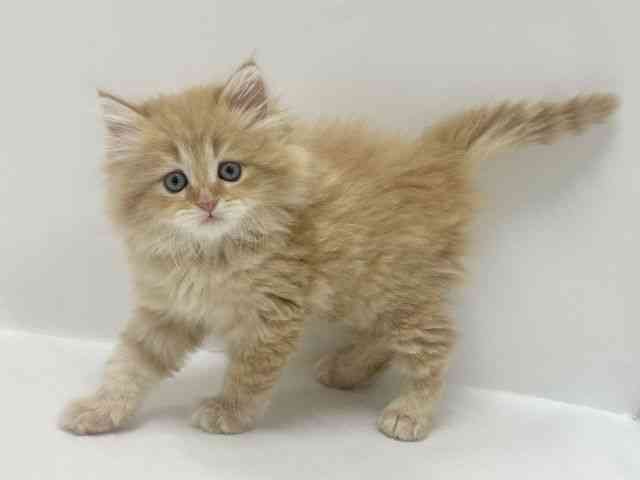 大阪府のラガマフィン (ひごペットフレンドリーアクロスプラザ住之江店/2026年2月28日生まれ/女の子/レッドタビー)の子猫の2枚目の画像