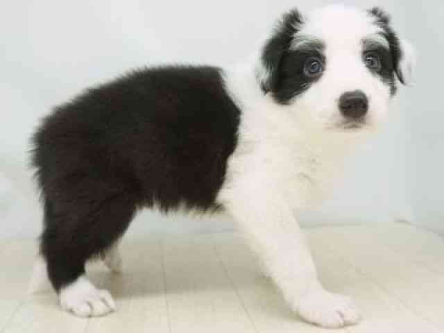 福岡県のボーダーコリー (ひごペットフレンドリーゆめタウン筑紫野店/2026年2月28日生まれ/男の子/ブラックホワイト)の子犬の2枚目の画像