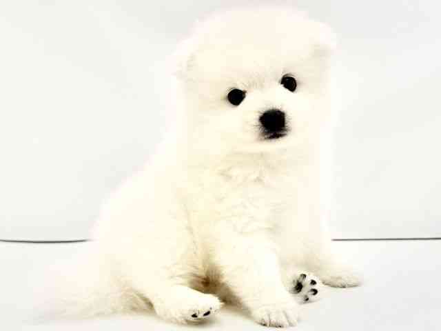 兵庫県の日本スピッツ (ひごペットフレンドリークラウンパーク伊丹店/2026年3月1日生まれ/男の子/ホワイト)の子犬の2枚目の画像