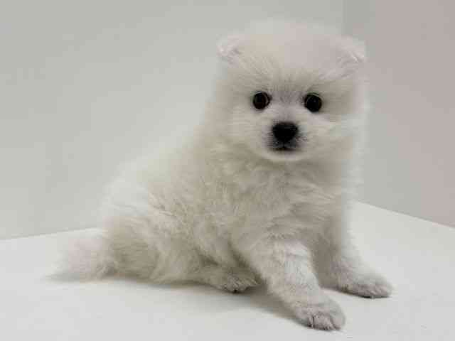 大阪府の日本スピッツ (ひごペットフレンドリーくずはモール店/2026年3月1日生まれ/男の子/ホワイト)の子犬の2枚目の画像