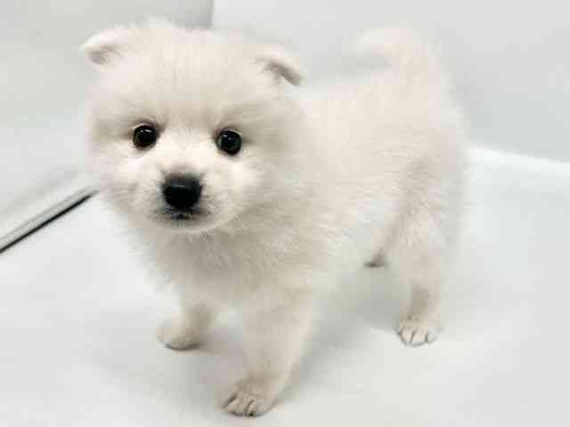 大阪府の日本スピッツ (ひごペットフレンドリーイオンタウン豊中庄内店/2026年2月27日生まれ/女の子/ホワイト)の子犬の2枚目の画像