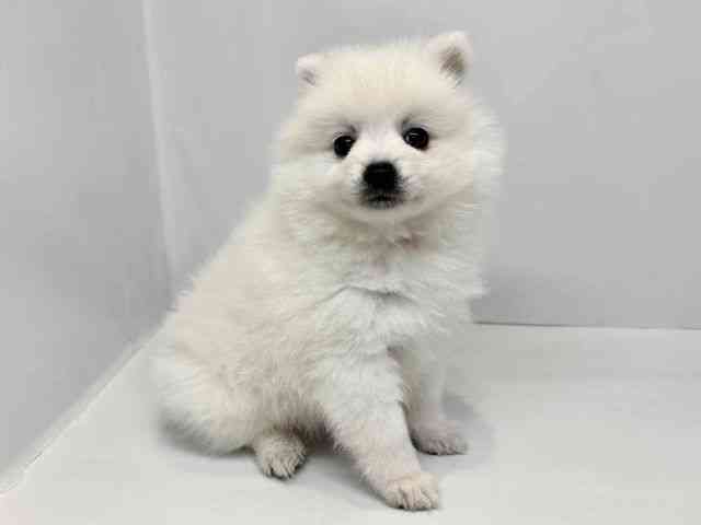 大阪府の日本スピッツ (ひごペットフレンドリーセブンパーク天美店/2026年2月27日生まれ/男の子/ホワイト)の子犬の2枚目の画像