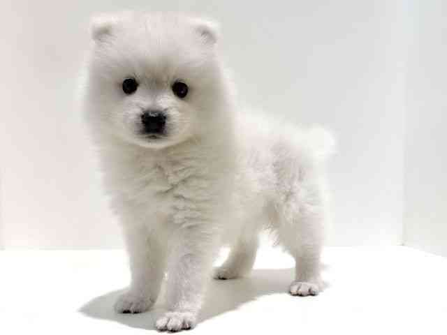 大阪府の日本スピッツ (ひごペットフレンドリーイオン高槻店/2026年2月27日生まれ/男の子/ホワイト)の子犬の2枚目の画像