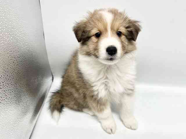 大阪府のシェットランドシープドッグ (ひごペットフレンドリーイオンタウン豊中庄内店/2026年2月20日生まれ/女の子/セーブルホワイト)の子犬の2枚目の画像